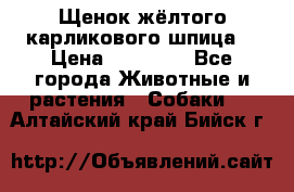 Щенок жёлтого карликового шпица  › Цена ­ 50 000 - Все города Животные и растения » Собаки   . Алтайский край,Бийск г.